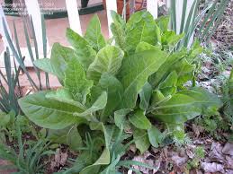 Image result for Nicotiana x sanderae