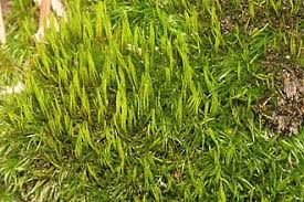 Attēlu rezultāti vaicājumam “Dicranum flagellare”