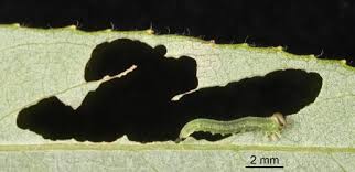 Attēlu rezultāti vaicājumam “Nematus salicis larva”