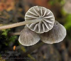 Attēlu rezultāti vaicājumam “Mycena pseudocorticola”