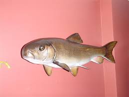 Image result for Moxostoma carinatum