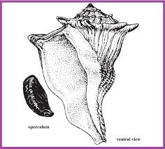Image result for Sinistrofulgur perversum