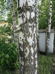 Attēlu rezultāti vaicājumam “Betula pendula var. carelica”
