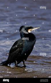 Attēlu rezultāti vaicājumam “Phalacrocorax carbo adult”