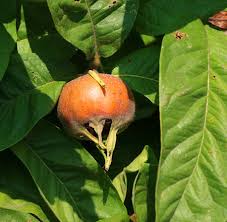 Attēlu rezultāti vaicājumam “Mespilus germanica fruit”