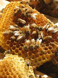 Image result for Boccia In Epsom & Ewell (Bees)