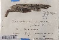 Attēlu rezultāti vaicājumam “Megalaria grossa”