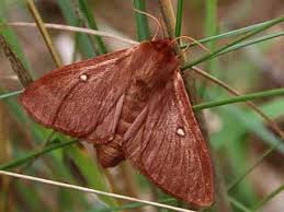Attēlu rezultāti vaicājumam “Lasiocampa trifolii male”