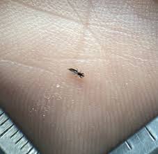 Attēlu rezultāti vaicājumam “Thysanoptera”