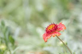 Image result for Zinnia violacea