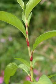 Attēlu rezultāti vaicājumam “Persicaria hydropiper leaf”