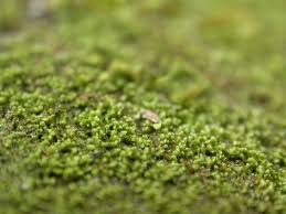 Attēlu rezultāti vaicājumam “Harpanthus scutatus”