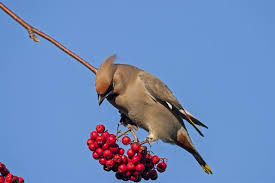 Attēlu rezultāti vaicājumam “Bombycilla garrulus”