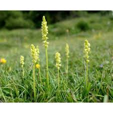 Attēlu rezultāti vaicājumam “Herminium monorchis flower”