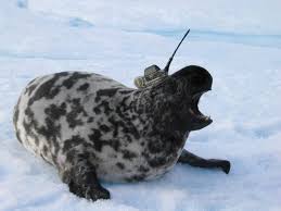 Image result for Cystophora cristata