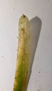 Attēlu rezultāti vaicājumam “Potamogeton compressus”