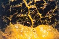 Attēlu rezultāti vaicājumam “Badhamia nitens spores”