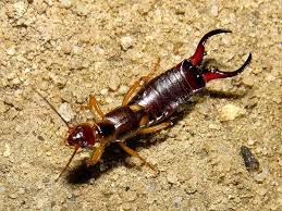 Attēlu rezultāti vaicājumam “Forficula auricularia”