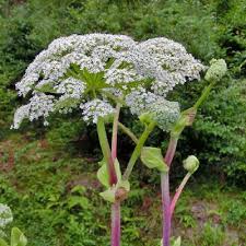 Attēlu rezultāti vaicājumam “Angelica palustris”