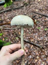 Attēlu rezultāti vaicājumam “Macrolepiota”