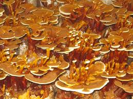 Attēlu rezultāti vaicājumam “Ganoderma lucidum”