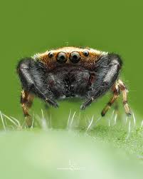 Attēlu rezultāti vaicājumam “Evarcha falcata male”