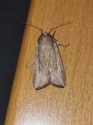 Attēlu rezultāti vaicājumam “Mythimna sp.”