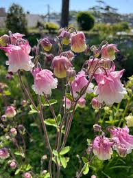 Image result for Aquilegia
