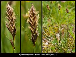 Attēlu rezultāti vaicājumam “Blysmus compressus”