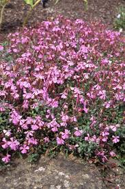 Image result for Silene schafta