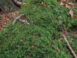 Attēlu rezultāti vaicājumam “Atrichum undulatum sporophyte”