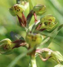 Attēlu rezultāti vaicājumam “Orchis mascula bud”