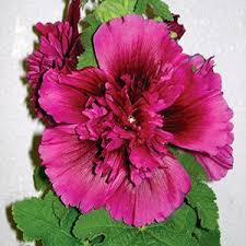 Image result for Alcea rosea