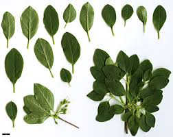 Attēlu rezultāti vaicājumam “Enkianthus chinensis leaf”