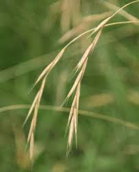 Attēlu rezultāti vaicājumam “Brachypodium sylvaticum leaf”