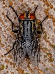 Attēlu rezultāti vaicājumam “Sarcophagidae”