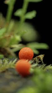 Attēlu rezultāti vaicājumam “Lycogala miserum macro”