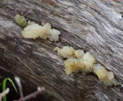 Attēlu rezultāti vaicājumam “Myxarium nucleatum”