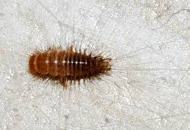 Attēlu rezultāti vaicājumam “Anthrenus verbasci”