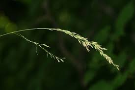 Attēlu rezultāti vaicājumam “Festuca altissima flower”