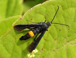 Attēlu rezultāti vaicājumam “Sesiidae”