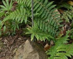 Attēlu rezultāti vaicājumam “Polystichum braunii”
