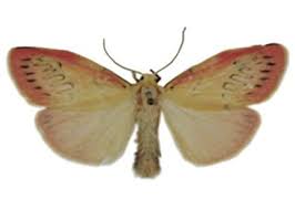 Attēlu rezultāti vaicājumam “Miltochrista miniata”