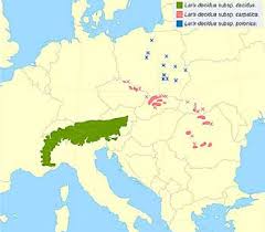 Attēlu rezultāti vaicājumam “Larix decidua var. polonica”