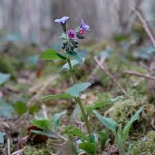 Attēlu rezultāti vaicājumam “Pulmonaria obscura leaf”