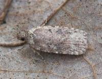 Attēlu rezultāti vaicājumam “Agonopterix heracliana”