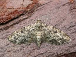 Attēlu rezultāti vaicājumam “Eupithecia tantillaria”