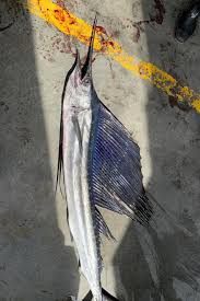 Image result for Istiompax indica