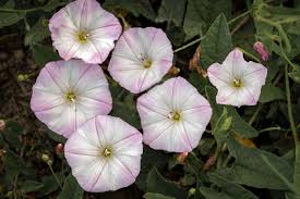 Attēlu rezultāti vaicājumam “Convolvulus arvensis flower”
