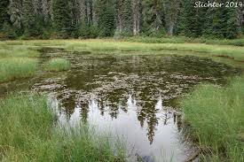 Attēlu rezultāti vaicājumam “Isoetes echinospora”